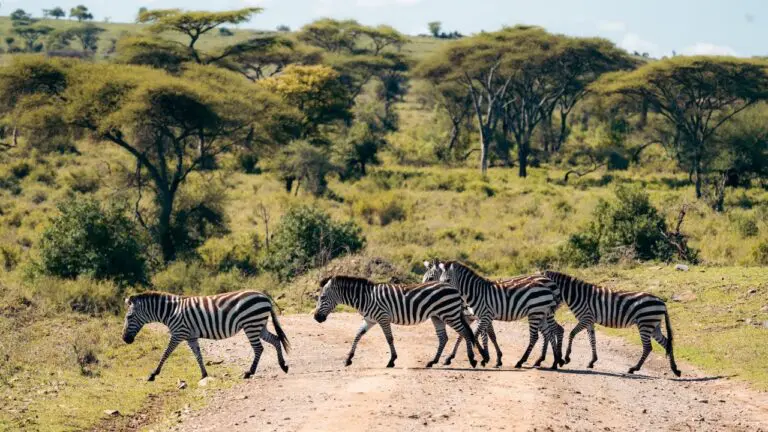Tanzania Nomads Zebra Crossing