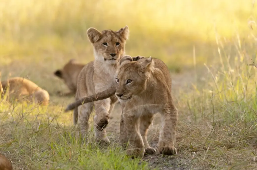 Tanzanie Nomads faune petits lions