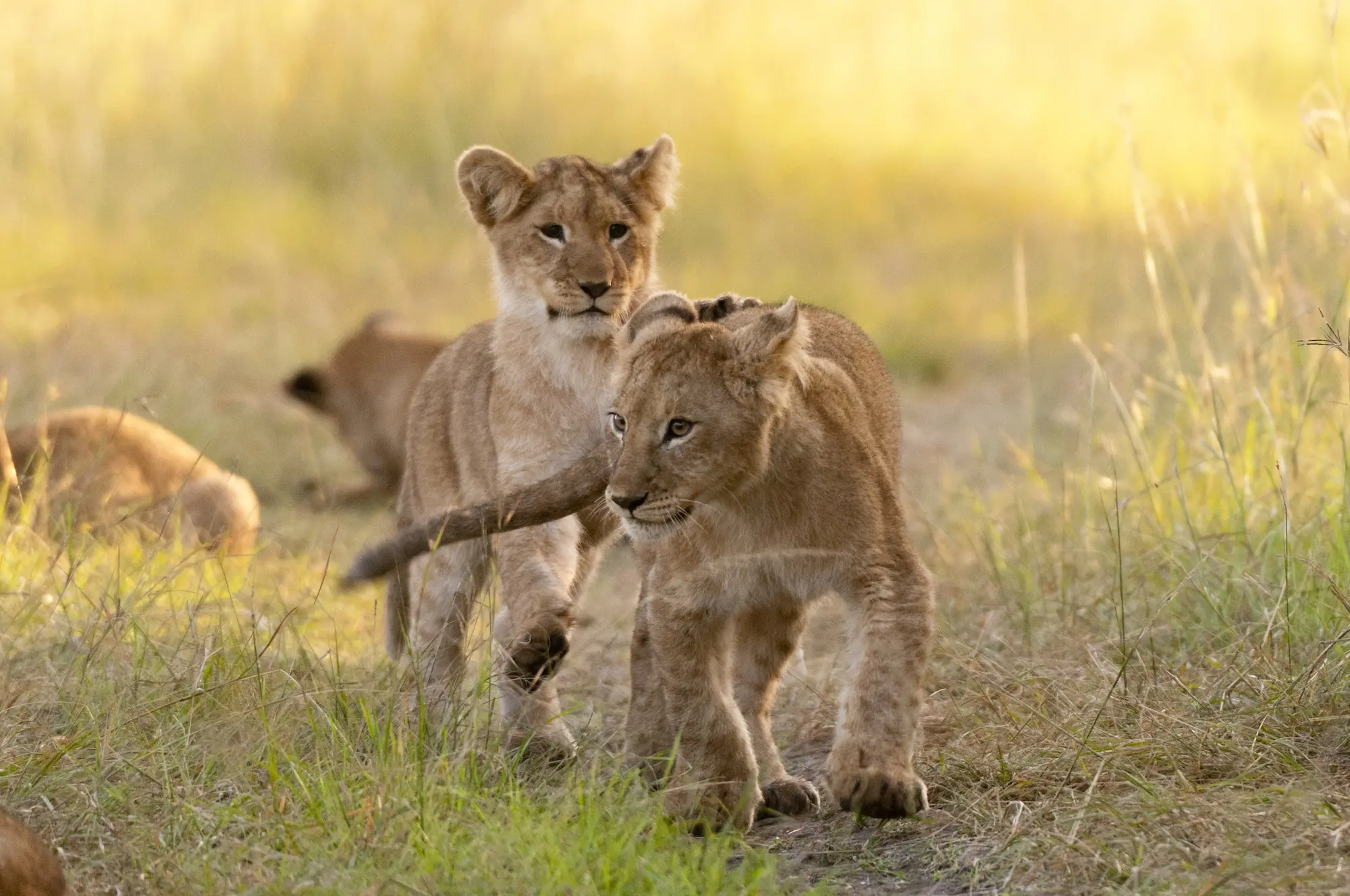 Tanzanie Nomads faune petits lions