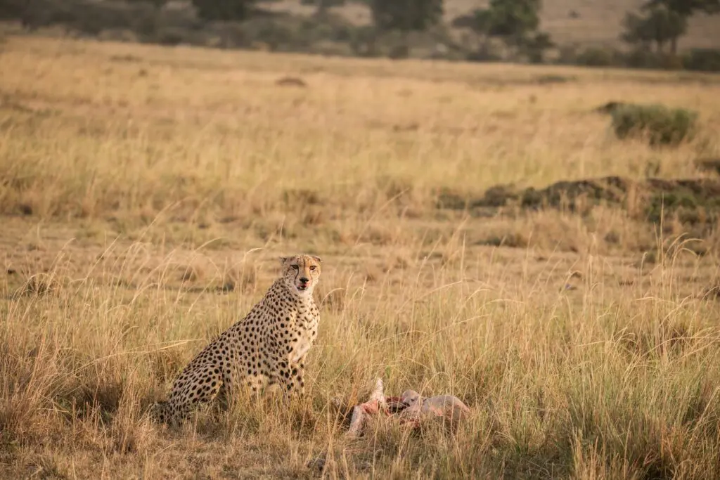cheetah with kill in tall grass on African savanna