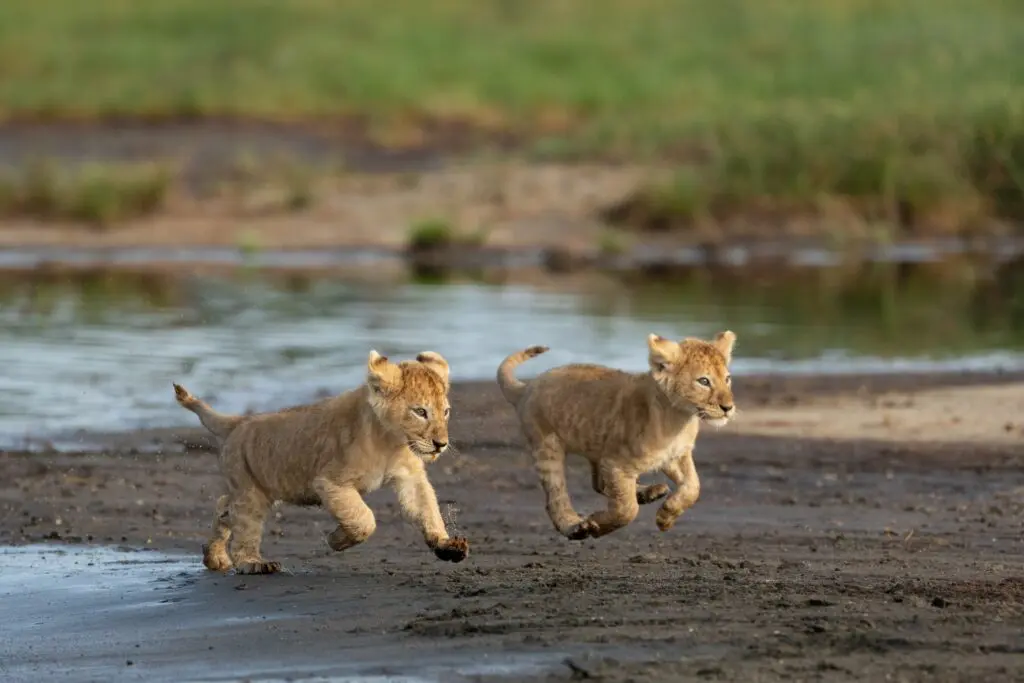 two lion cubs running along a muddy riverbank in Tanzania