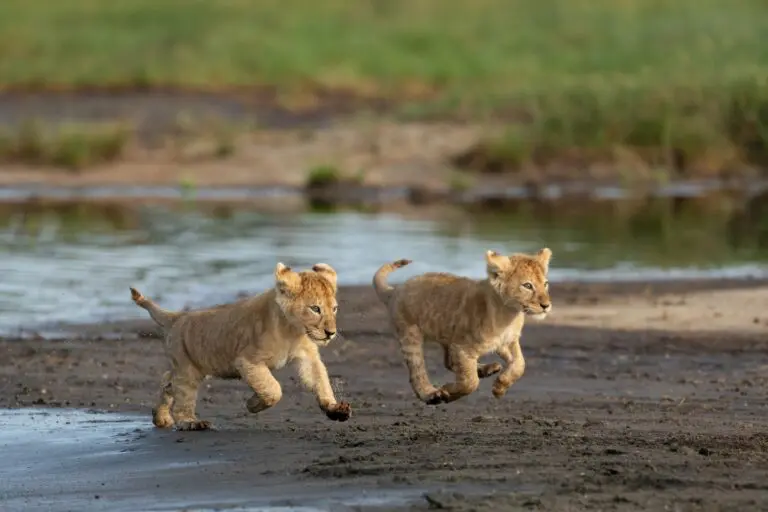 deux lionceaux courant le long d'une berge boueuse en Tanzanie