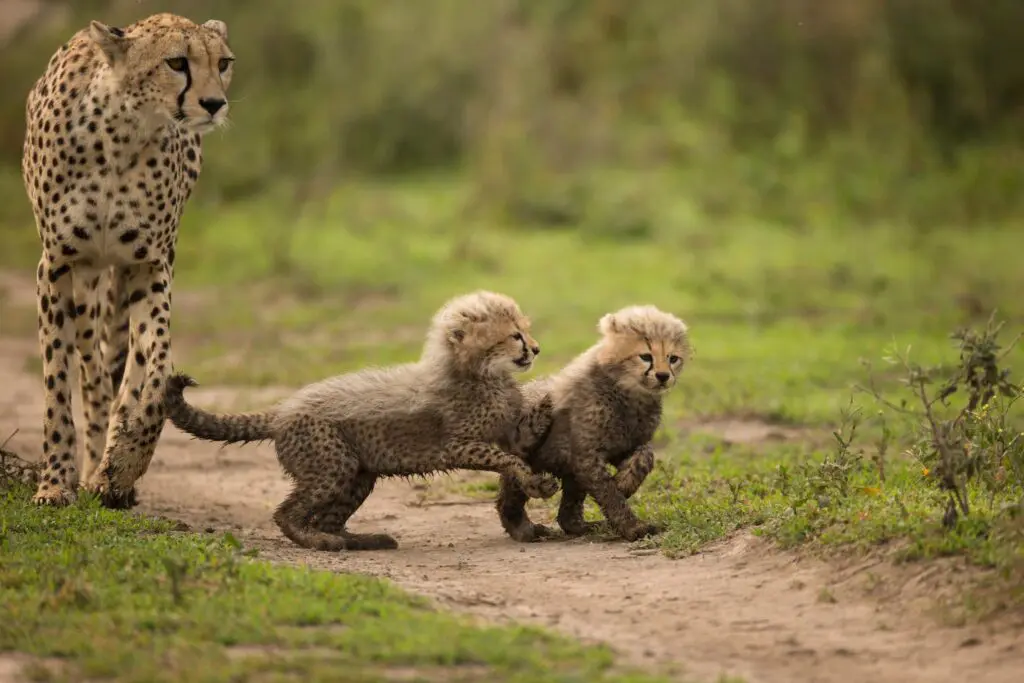 cheetah mother and two cubs playing on a dirt path
