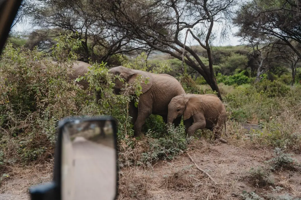 elephants and baby elephant grazing in the Tanzanian bush