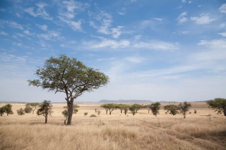 Paysage du parc national du Serengeti avec des acacias et un ciel bleu
