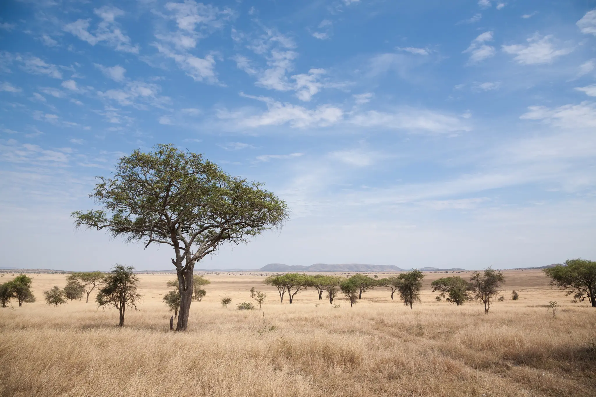 serengeti national park landscape with acacia trees and blue sky