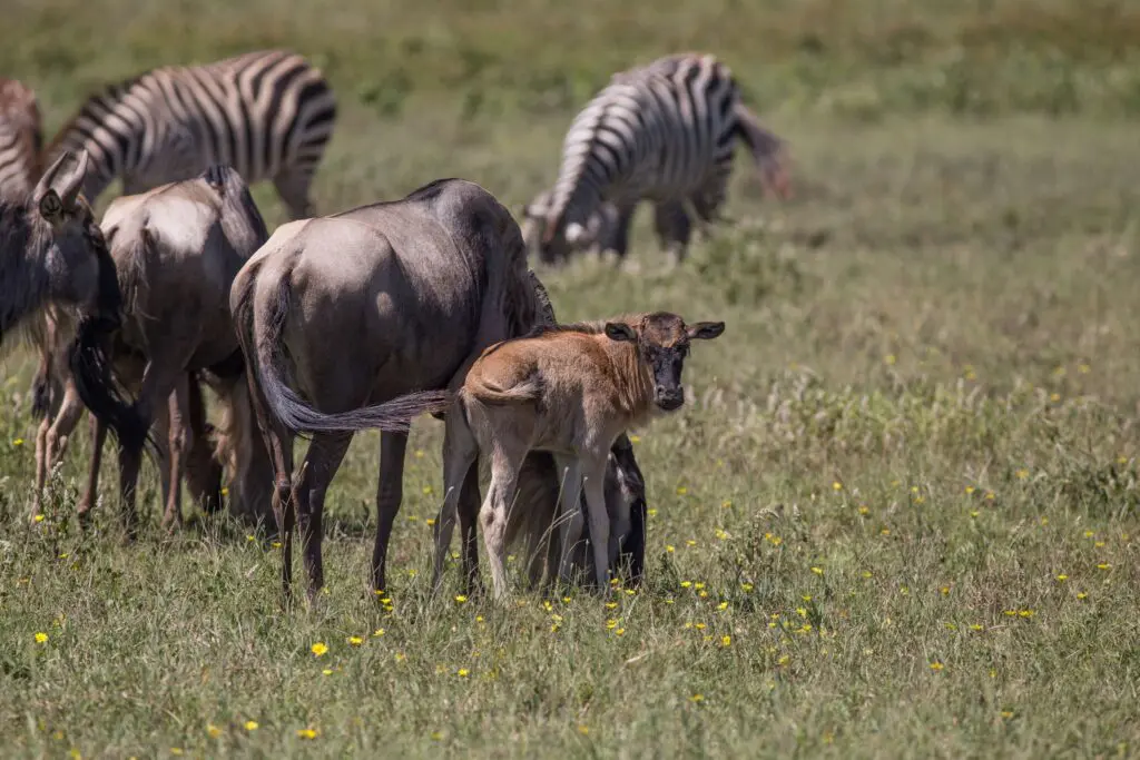 young wildebeest calf with mother and zebras in Serengeti
