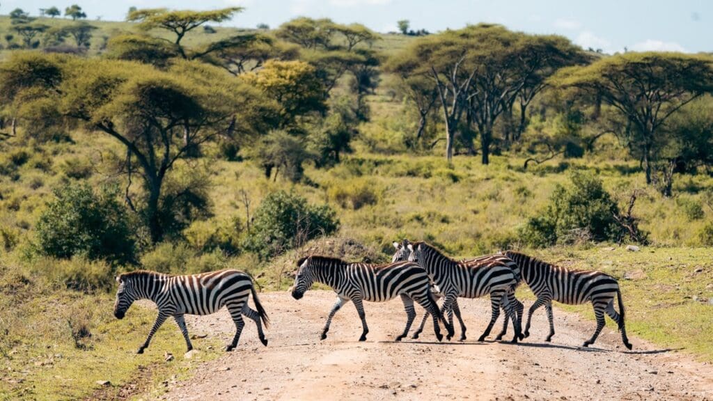 Tanzania Nomads Zebra Crossing