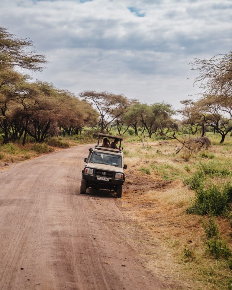 safari jeep roulant sur une piste poussiéreuse dans la savane tanzanienne